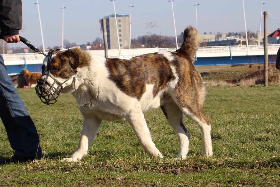 II Międzynarodowa Wystawa Psów Rasowych 7-8.02.2009 Rzeszow