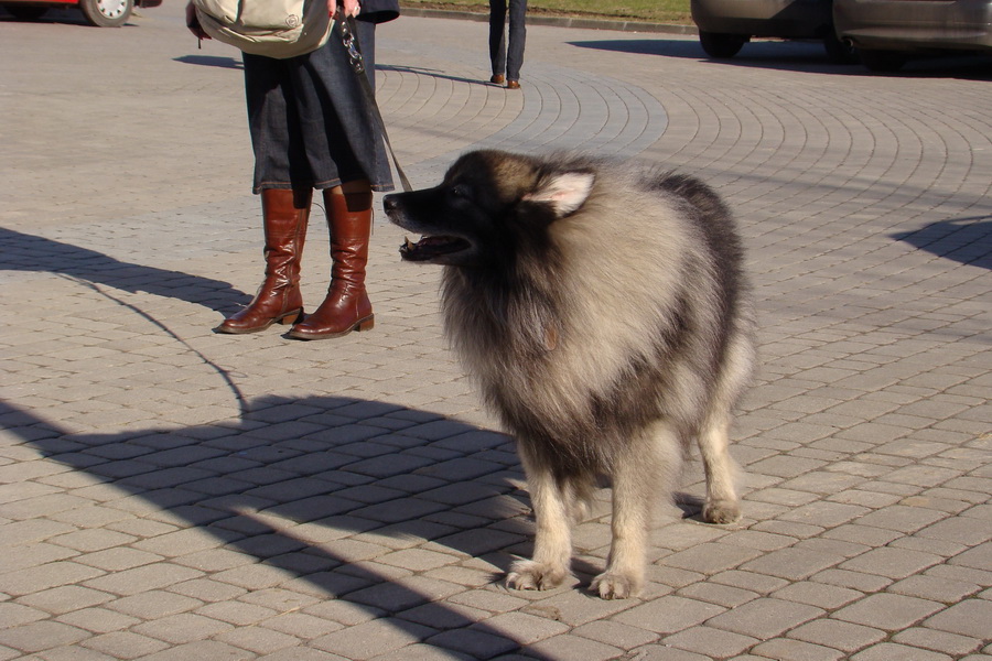 II Międzynarodowa Wystawa Psów Rasowych 7-8.02.2009 Rzeszow