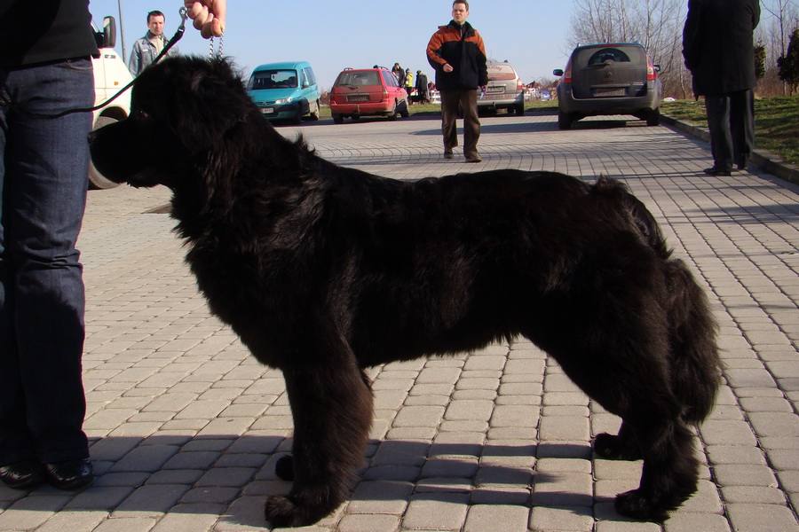 II Międzynarodowa Wystawa Psów Rasowych 7-8.02.2009 Rzeszow