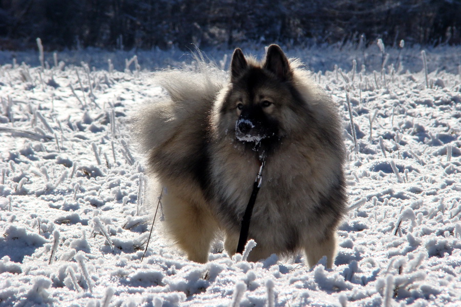 Jahodná 03.01.2009