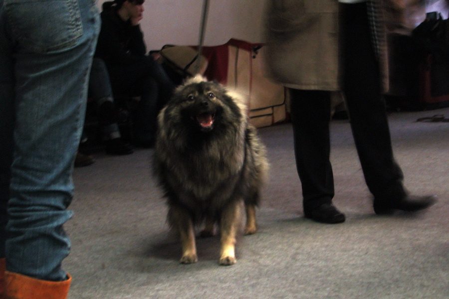 Medzinárodná výstava psov Trenčín 2009