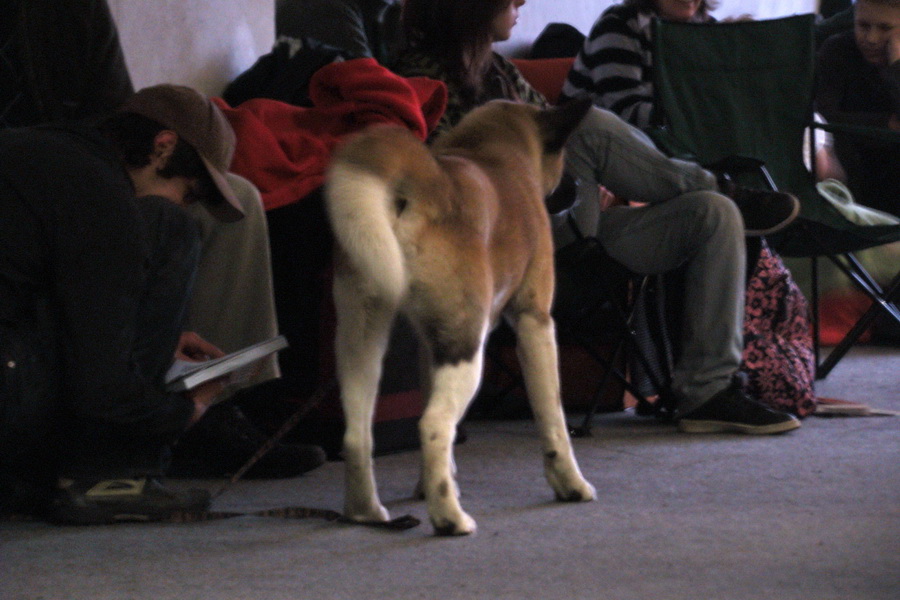 Medzinárodná výstava psov Trenčín 2009