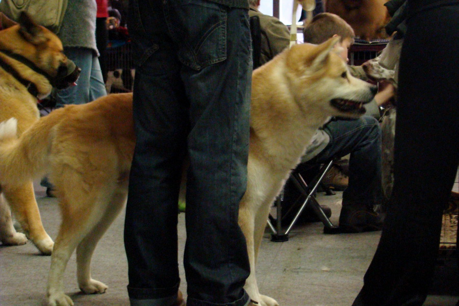 Medzinárodná výstava psov Trenčín 2009