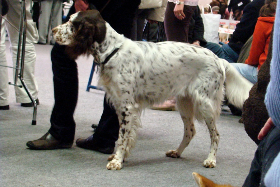 Medzinárodná výstava psov Trenčín 2009