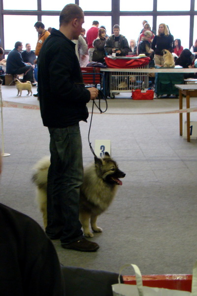 Medzinárodná výstava psov Trenčín 2009