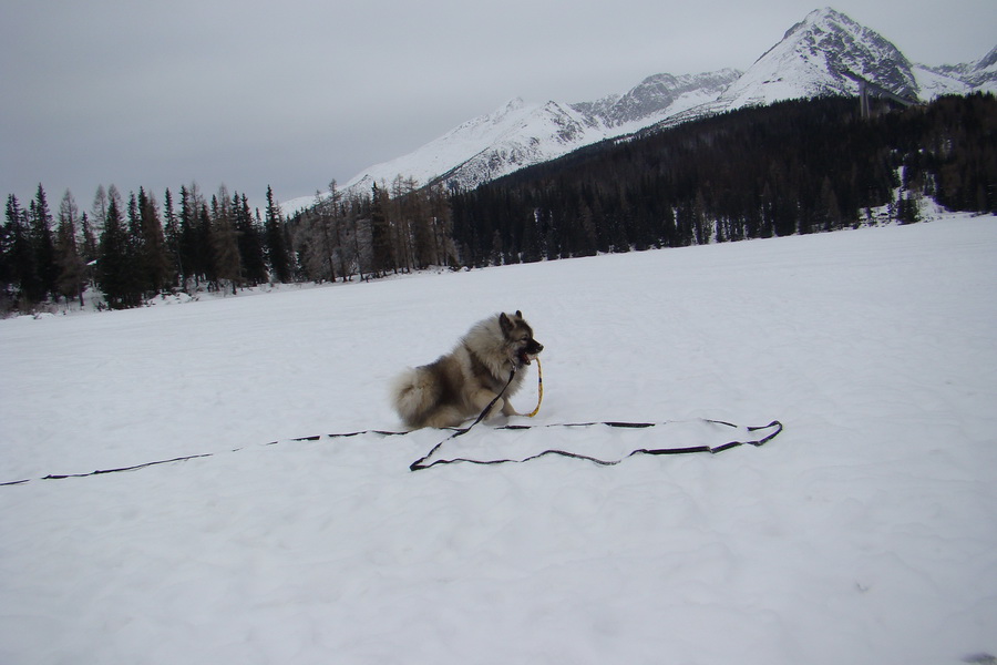 Štrbské pleso 02.01.2009