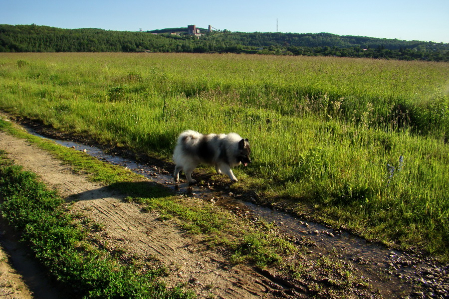 Bankov 06.06.2010