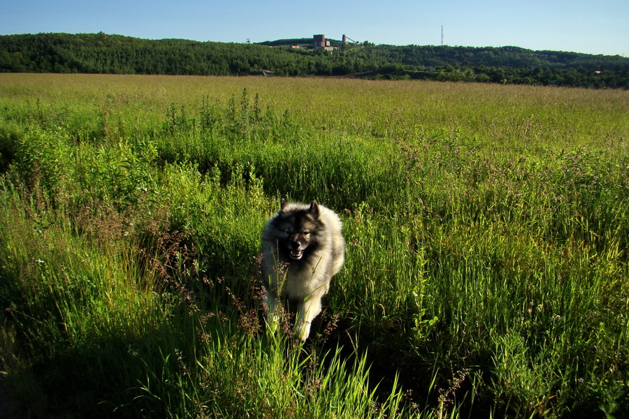 Bankov 06.06.2010