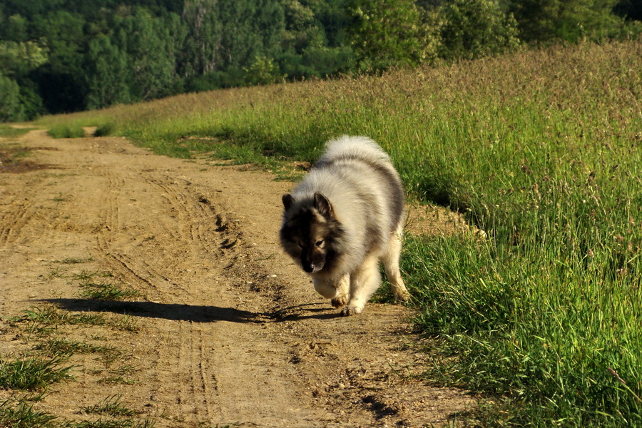 Bankov 06.06.2010