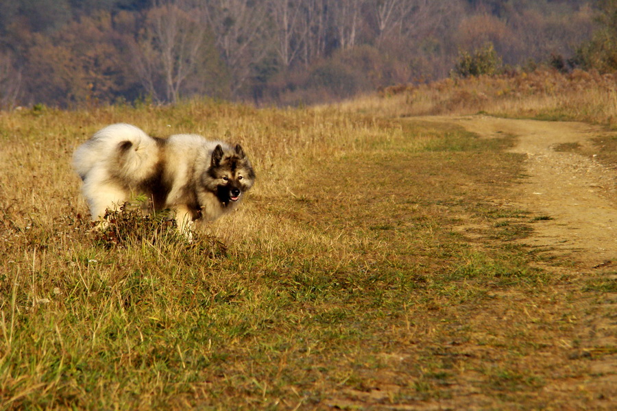 Bankov 30.09.2010, 01.11.2010