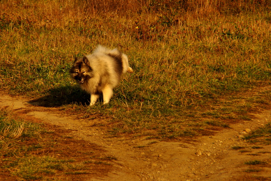 Bankov 30.09.2010, 01.11.2010