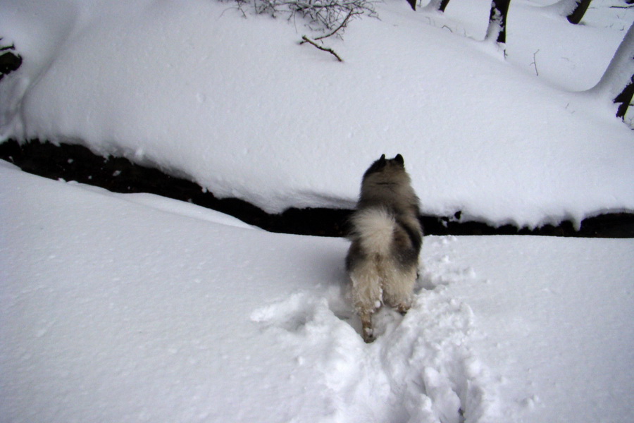 Rákocziho prameň 14.02.2010