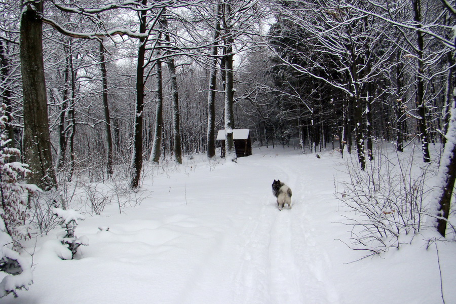 Rákocziho prameň 14.02.2010