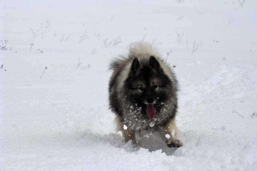 Rákocziho prameň 14.02.2010