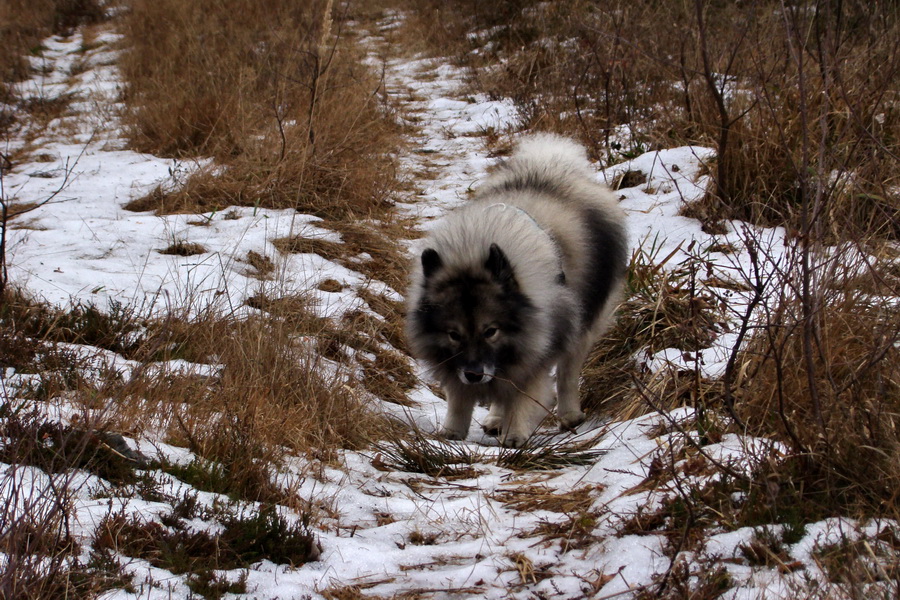 Kloptaň 25. 12. 2013