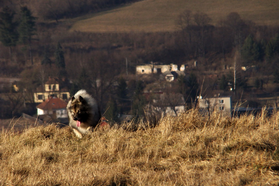 vlčí špic Atila pod Kojšovou hoľou nad Mníškom nad Hnilcom