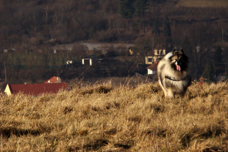 vlčí špic Atila pod Kojšovou hoľou nad Mníškom nad Hnilcom 2