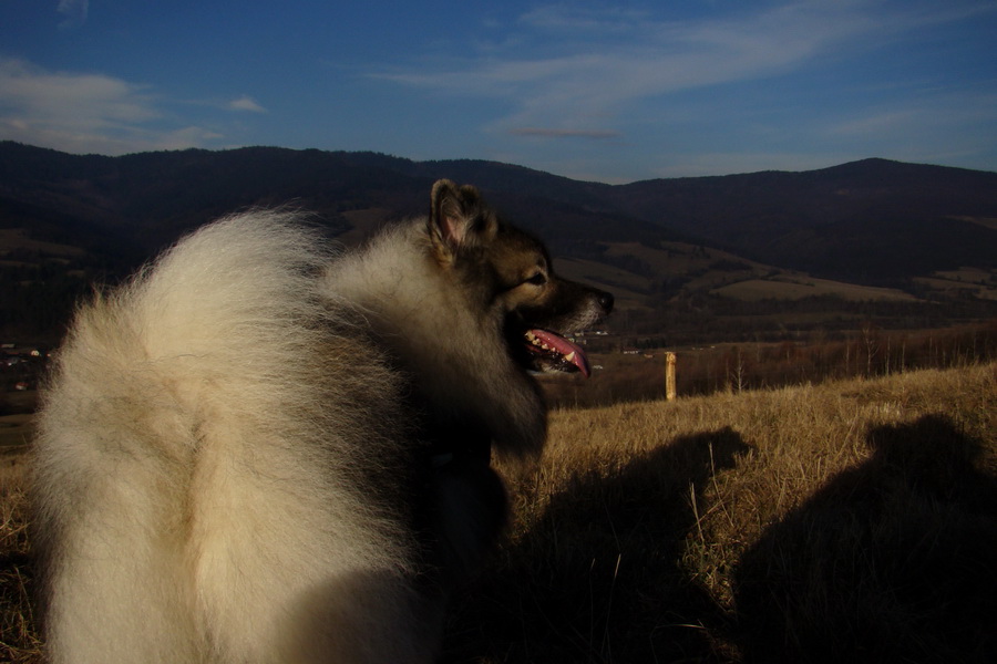 vlčí špic Atila pod Kojšovou hoľou nad Mníškom nad Hnilcom 3