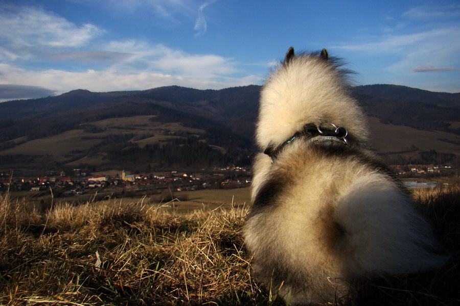 vlčí špic Atila pod Kojšovou hoľou nad Mníškom nad Hnilcom 4