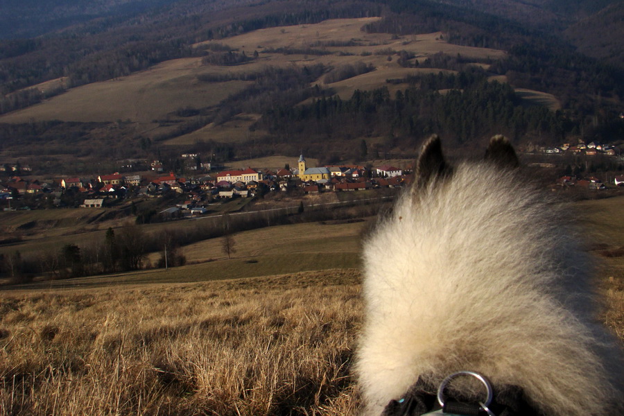 vlčí špic Atila pod Kojšovou hoľou nad Mníškom nad Hnilcom 5