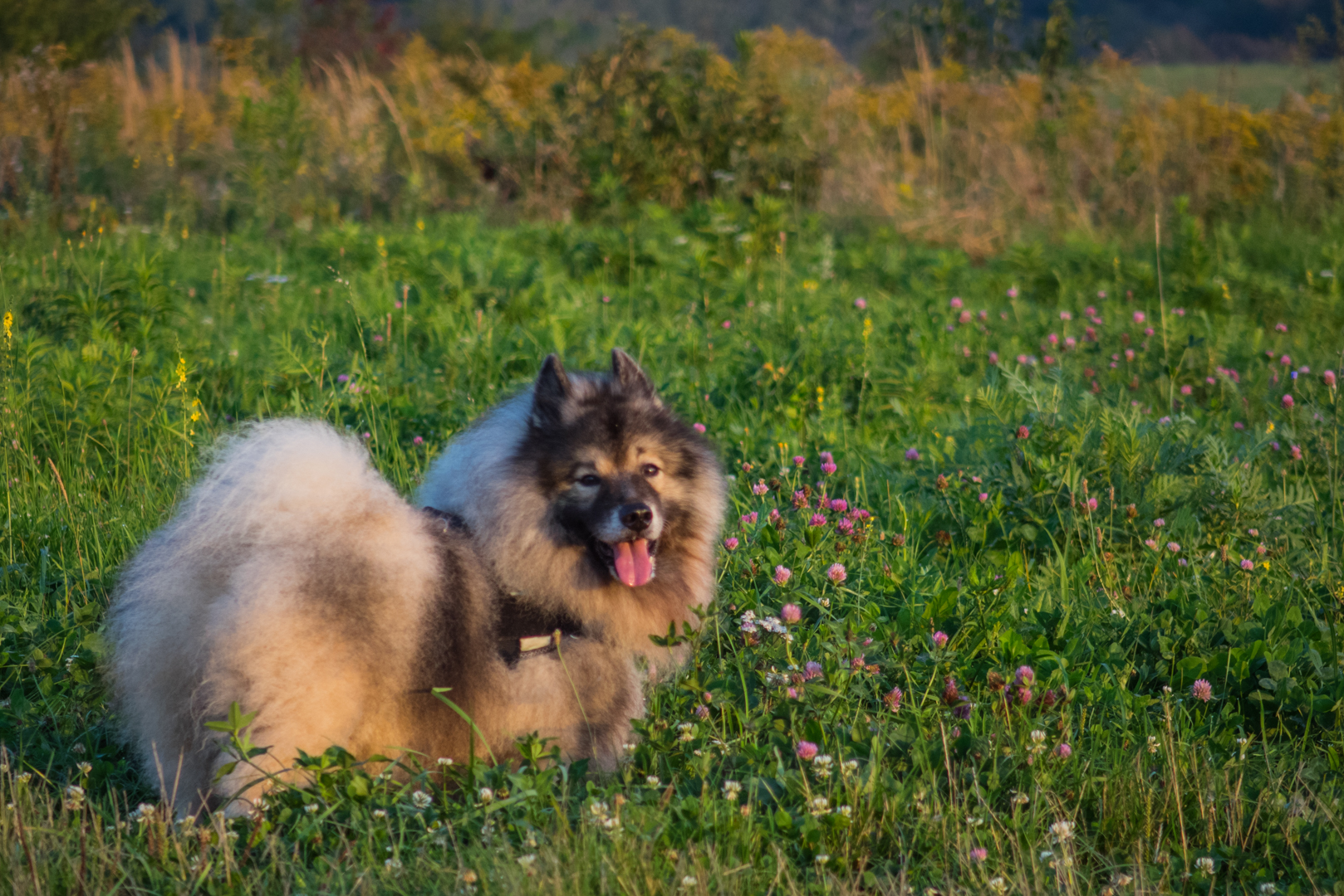 Bankov 17.09.2014