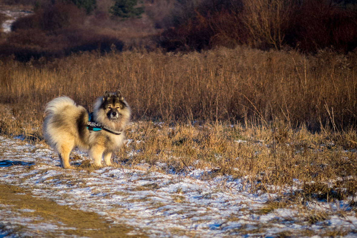 Bankov 31.12.2014