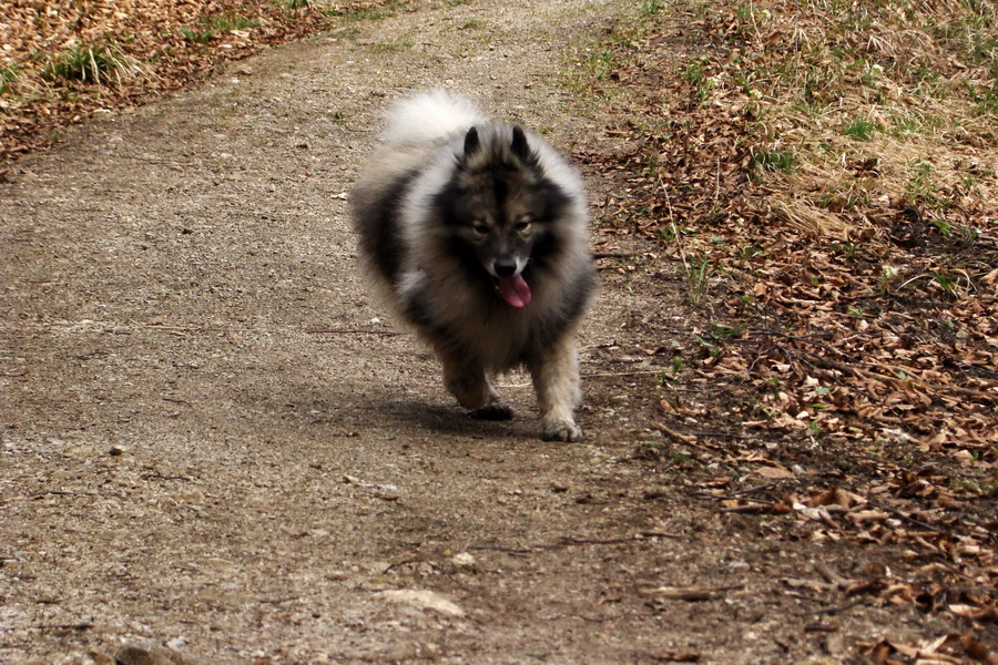 Občasný prameň 05.04.2014