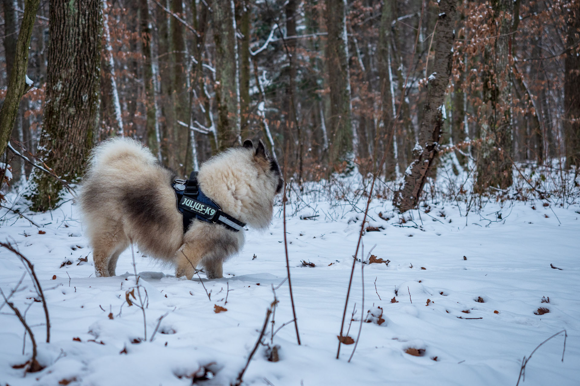 Bankov 16.12.2018