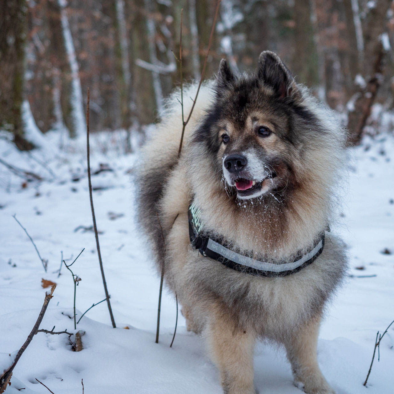 Bankov 16.12.2018