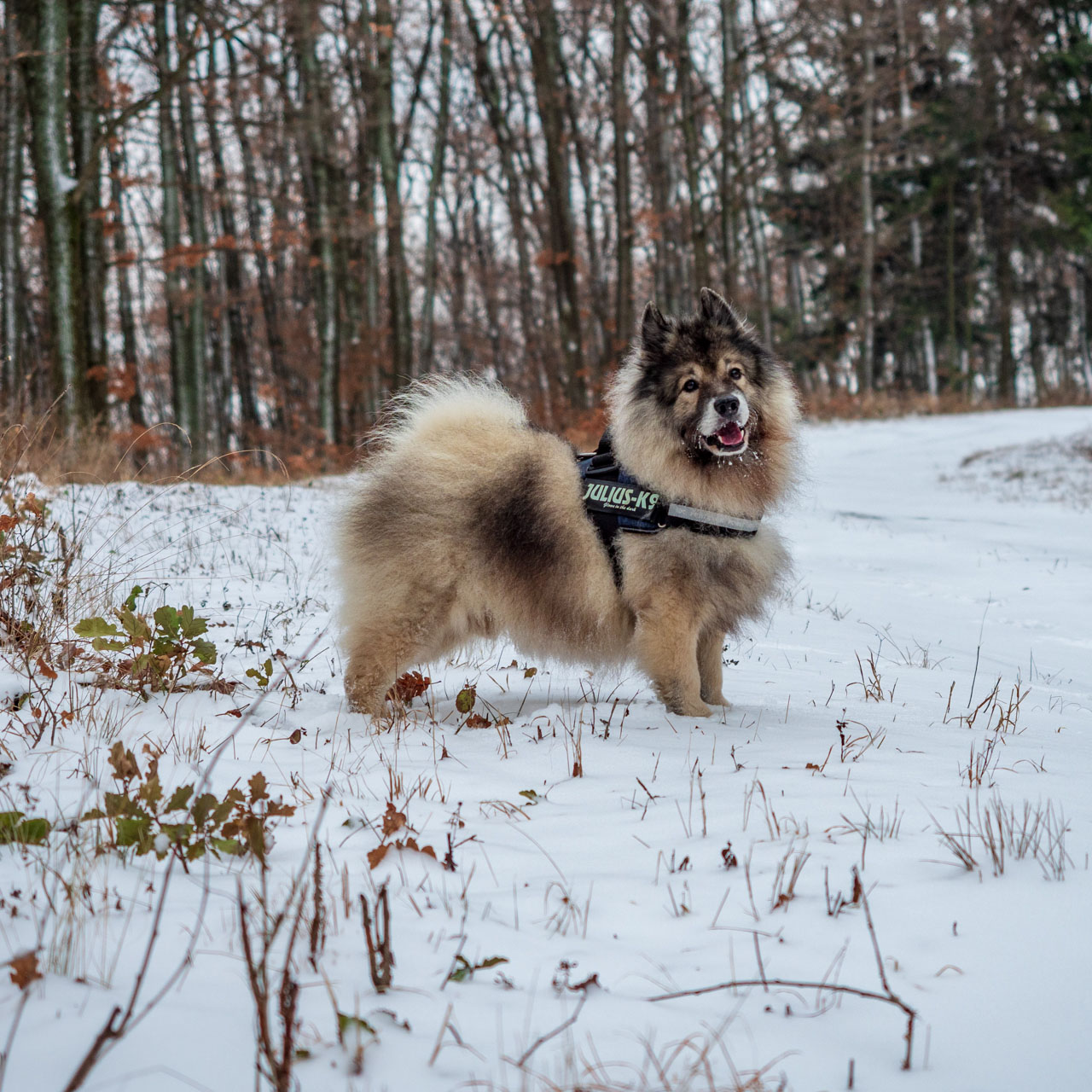 Bankov 16.12.2018