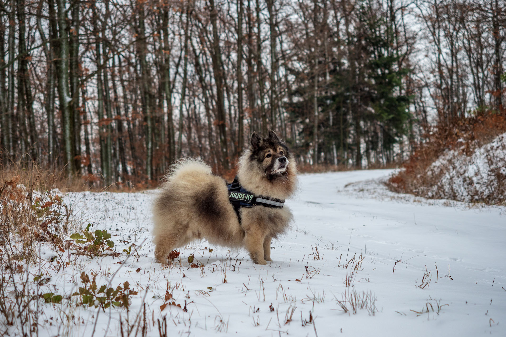 Bankov 16.12.2018