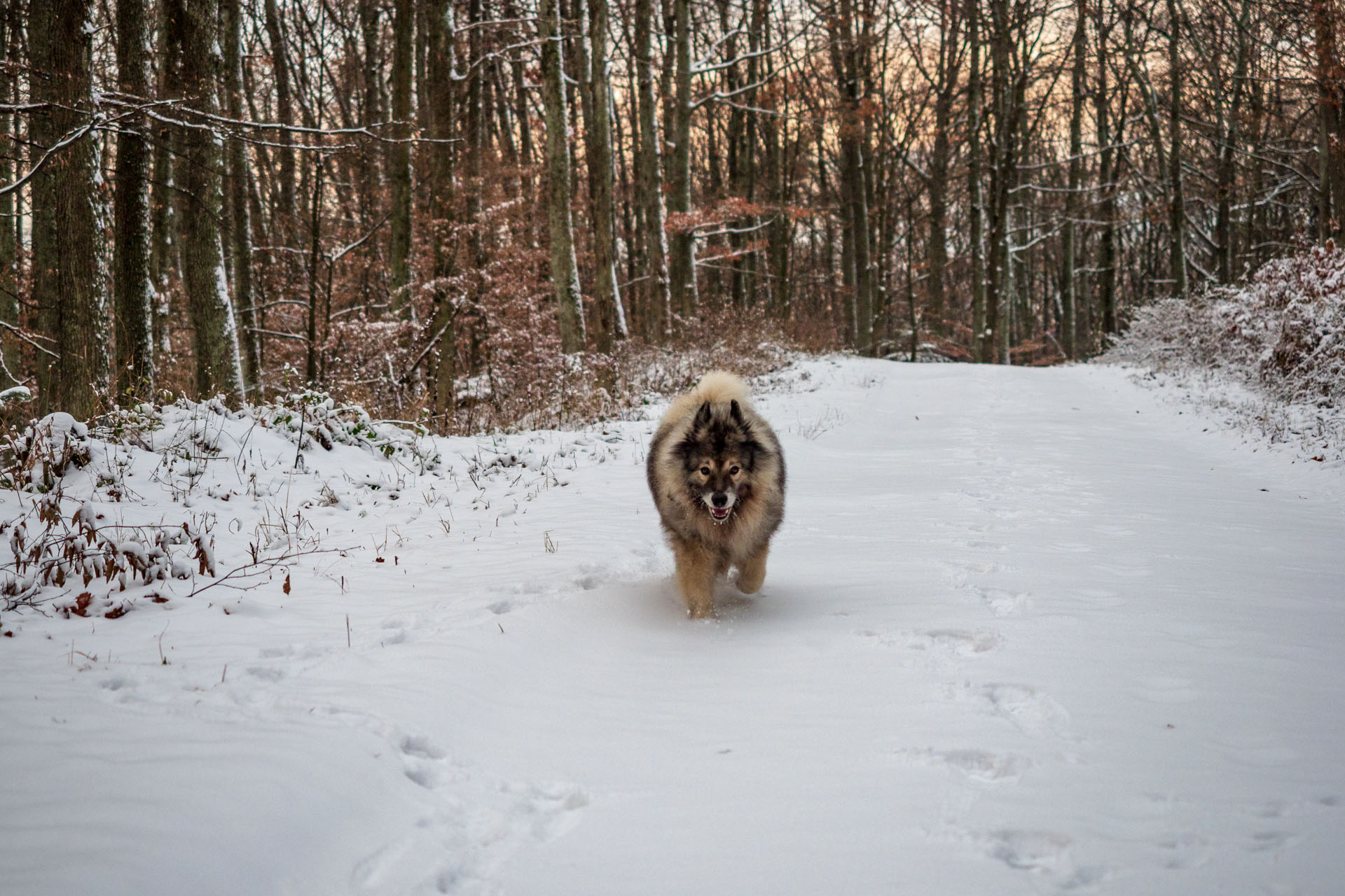 Bankov 16.12.2018