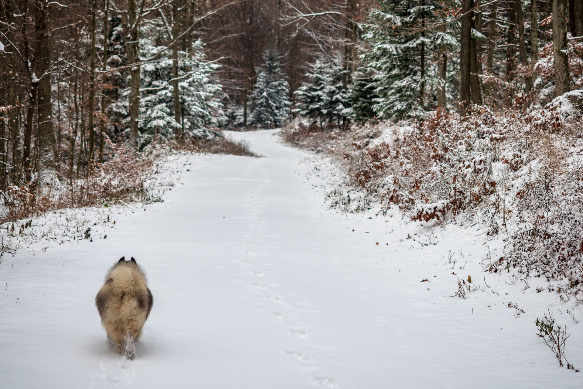 Bankov 16.12.2018