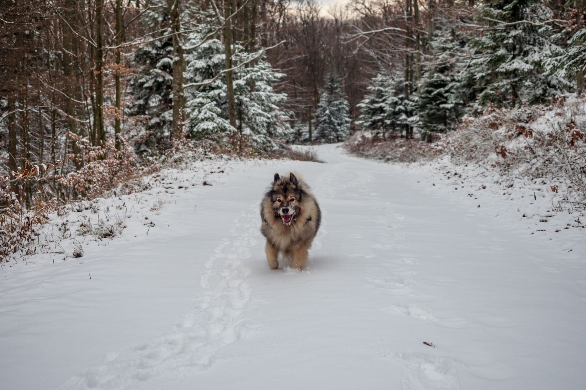 Bankov 16.12.2018