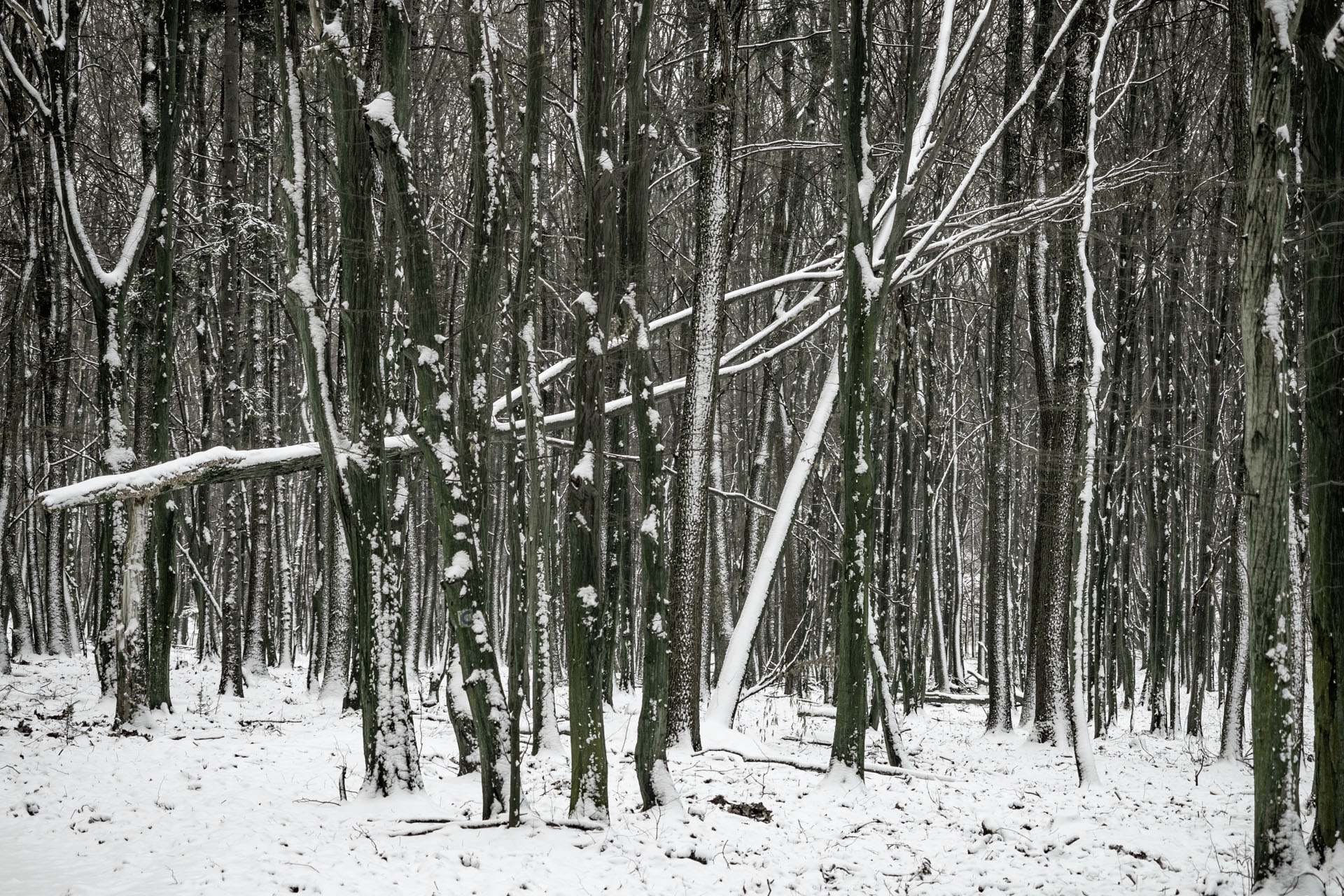 Bankov 16.12.2018