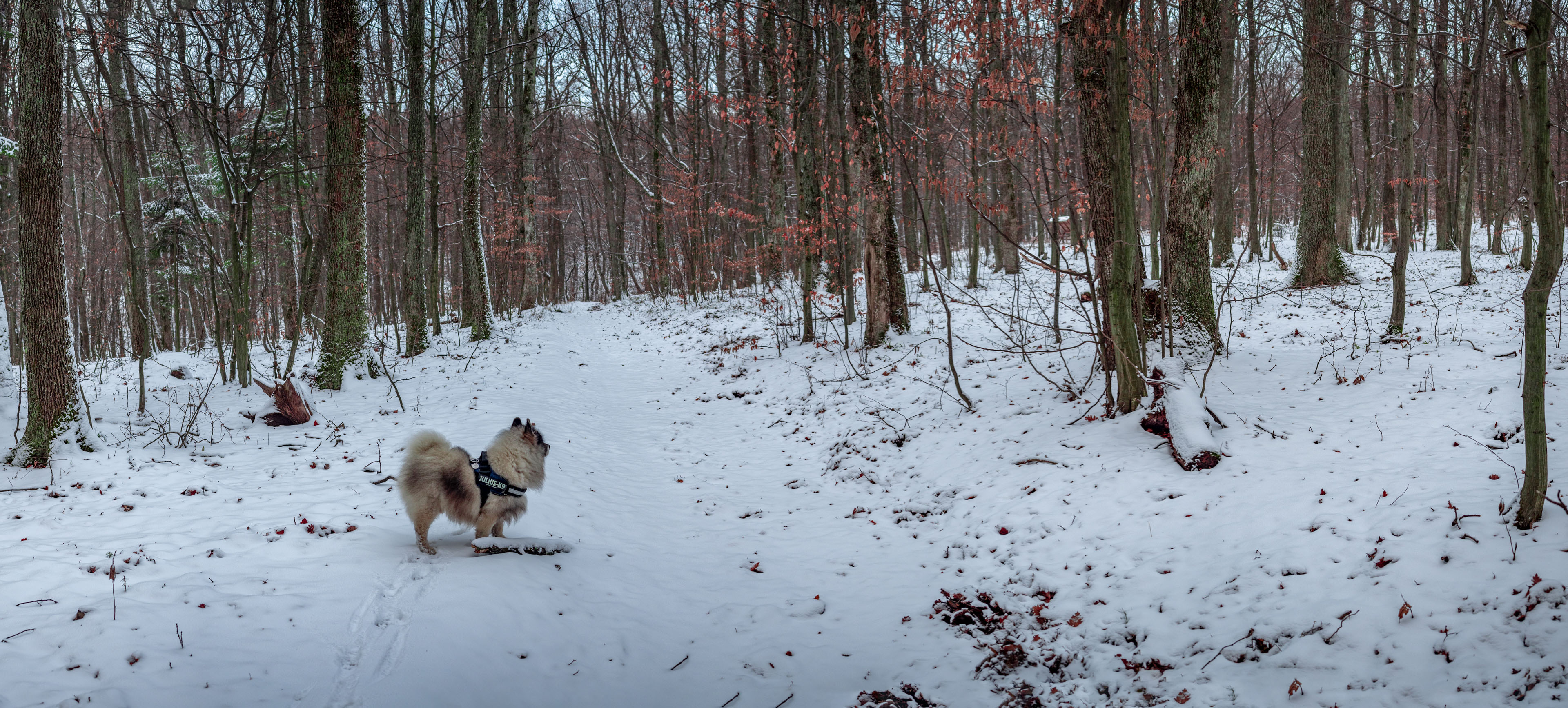 Bankov 16.12.2018