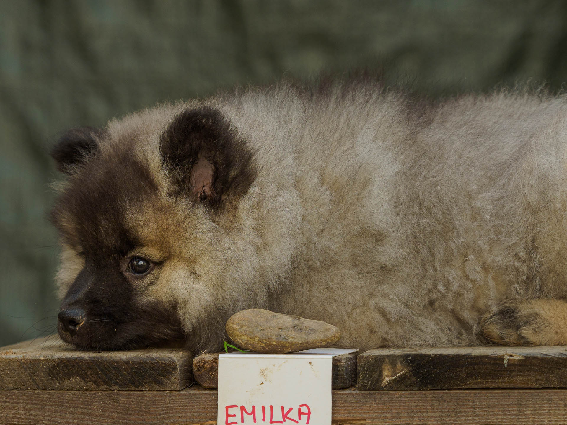 Emilka Pod Kojšovou hoľou