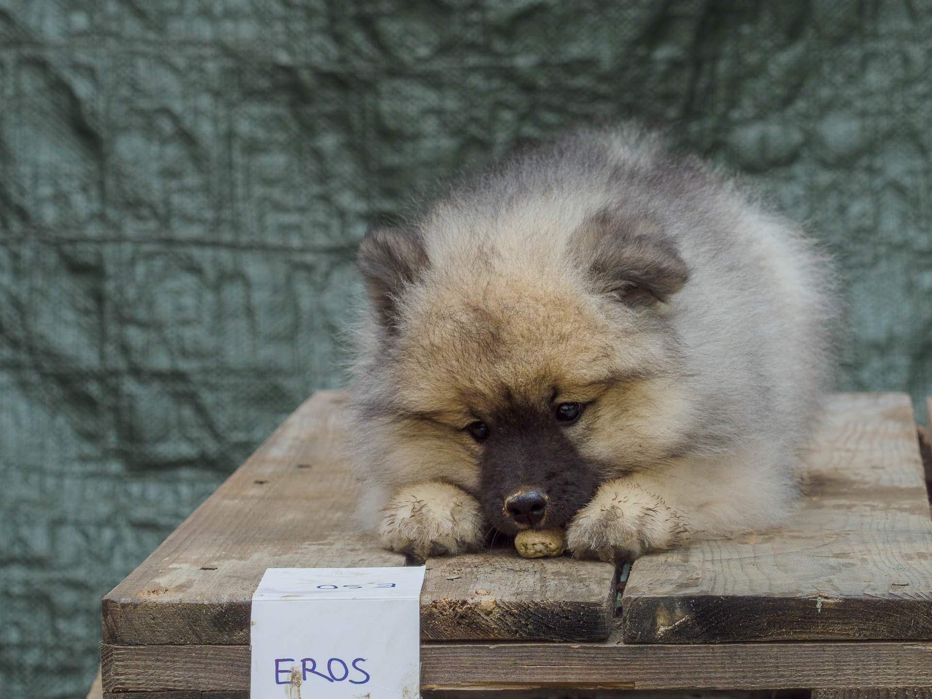 Eros Pod Kojšovou hoľou