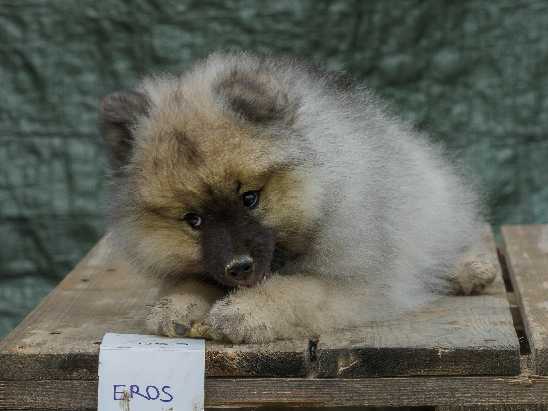 Eros Pod Kojšovou hoľou