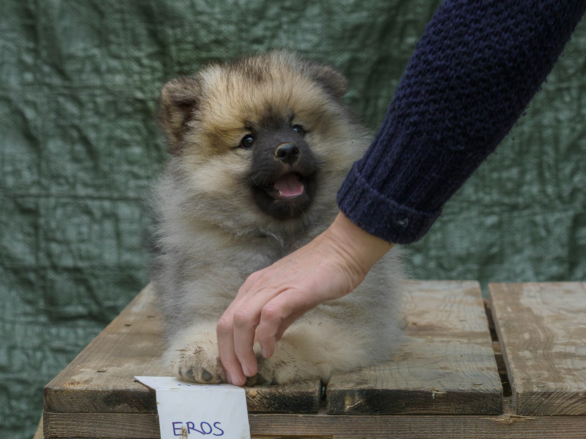 Eros Pod Kojšovou hoľou