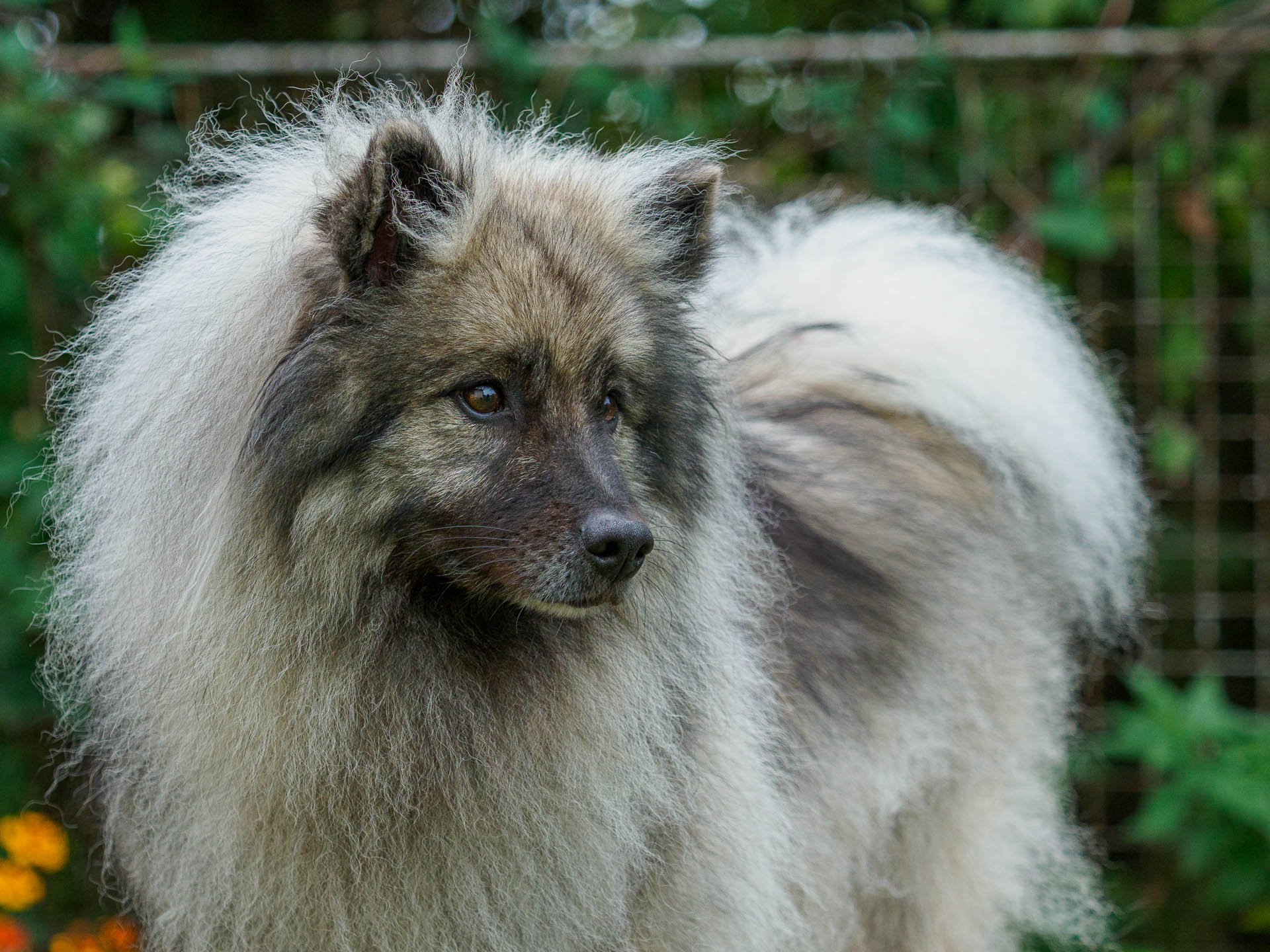 Coralina z Karlovho dvora