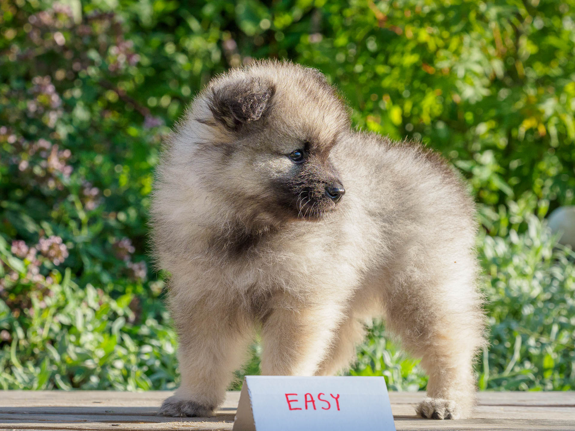 Easy pod Kojšovou hoľou