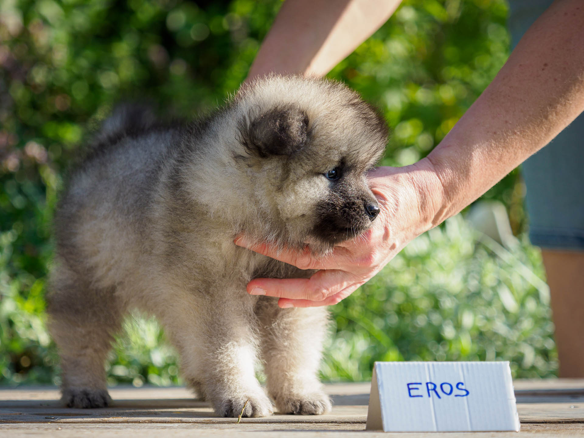 Eros pod Kojšovou hoľou