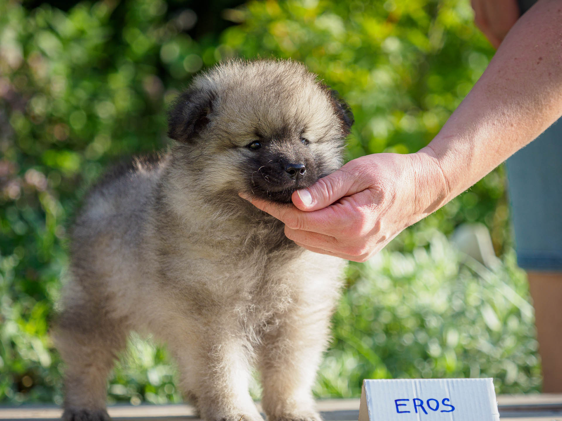 Eros pod Kojšovou hoľou