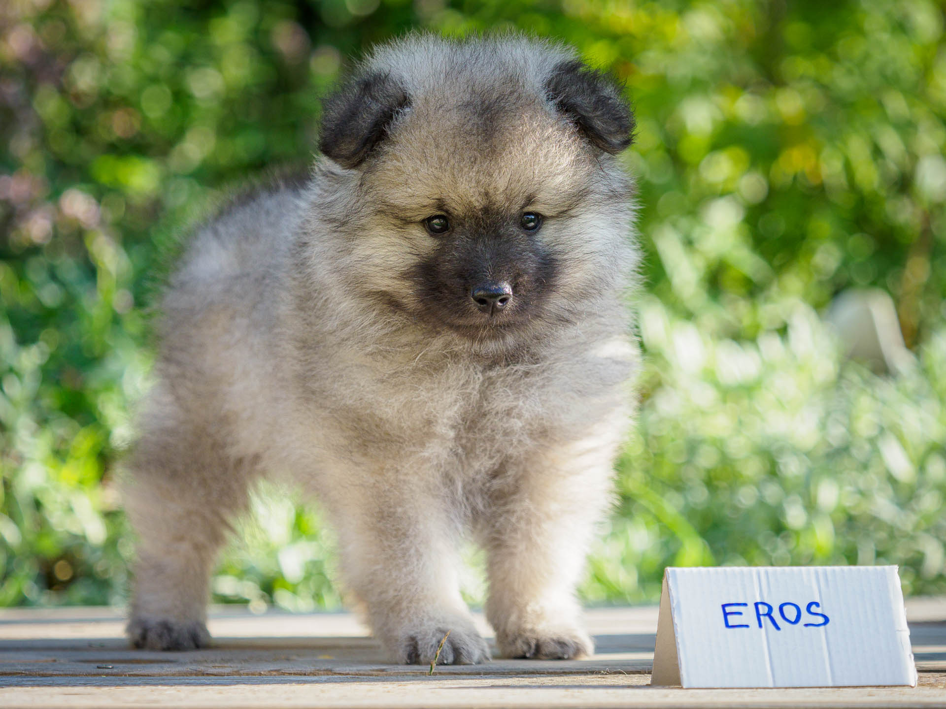 Eros pod Kojšovou hoľouEros pod Kojšovou hoľou