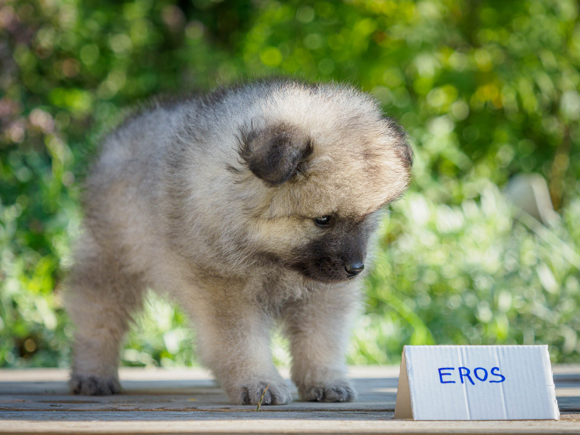 Eros pod Kojšovou hoľouEros pod Kojšovou hoľou