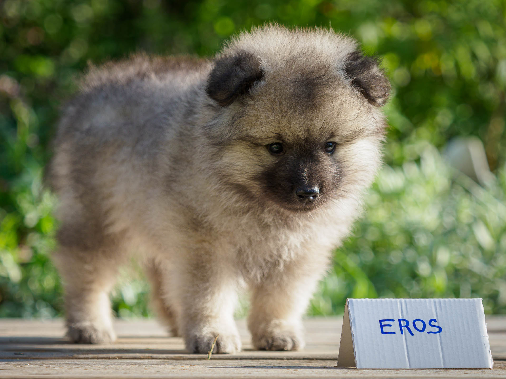 Eros pod Kojšovou hoľouEros pod Kojšovou hoľou