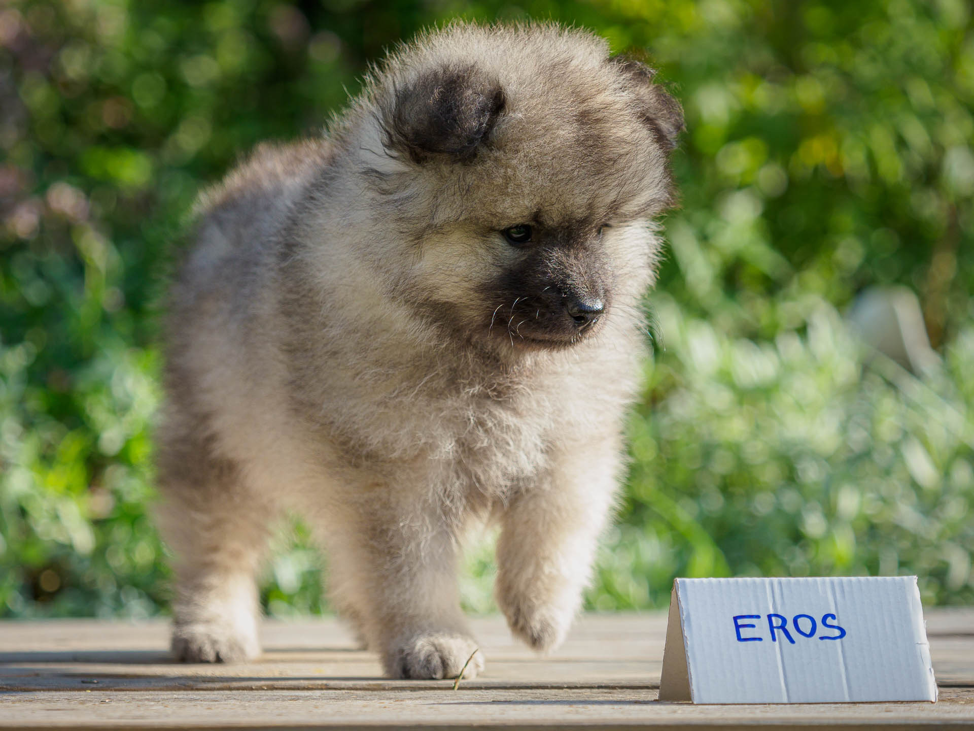 Eros pod Kojšovou hoľouEros pod Kojšovou hoľou