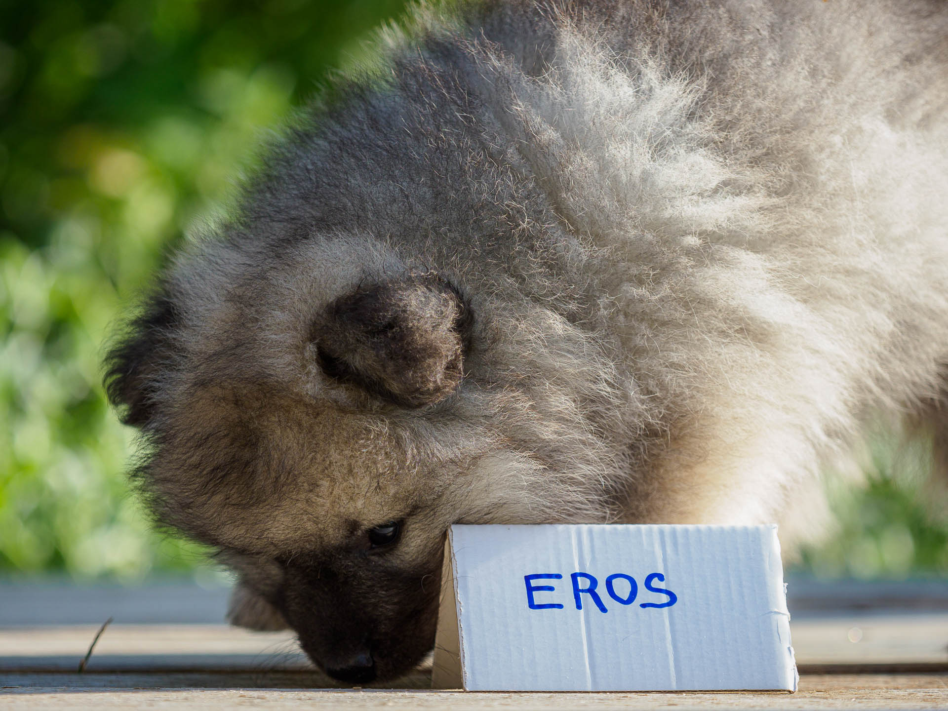 Eros pod Kojšovou hoľouEros pod Kojšovou hoľou