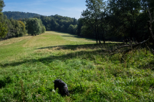 Bukový vrch a Žobrák z Krížov (Čergov)